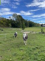 Pferdeboxe frei in Adliswil/Kilchberg ZH, täglicher Auslauf