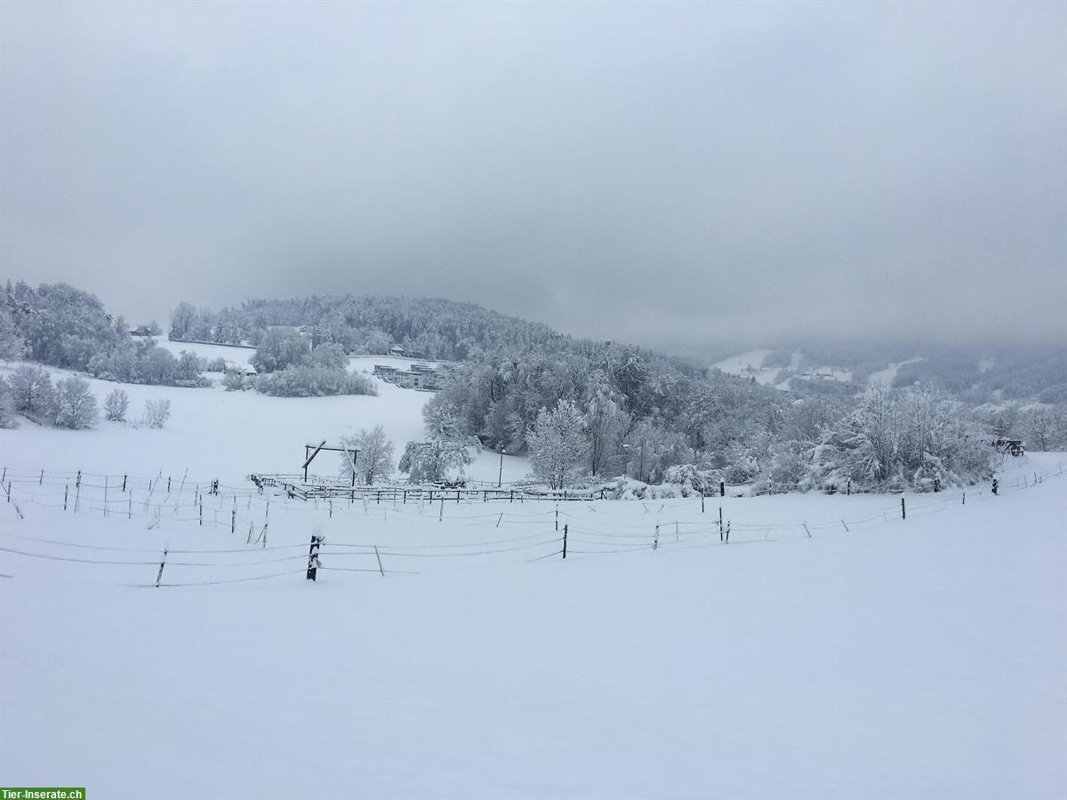 Bild 4: Pferdeboxe frei in Adliswil/Kilchberg ZH, täglicher Auslauf