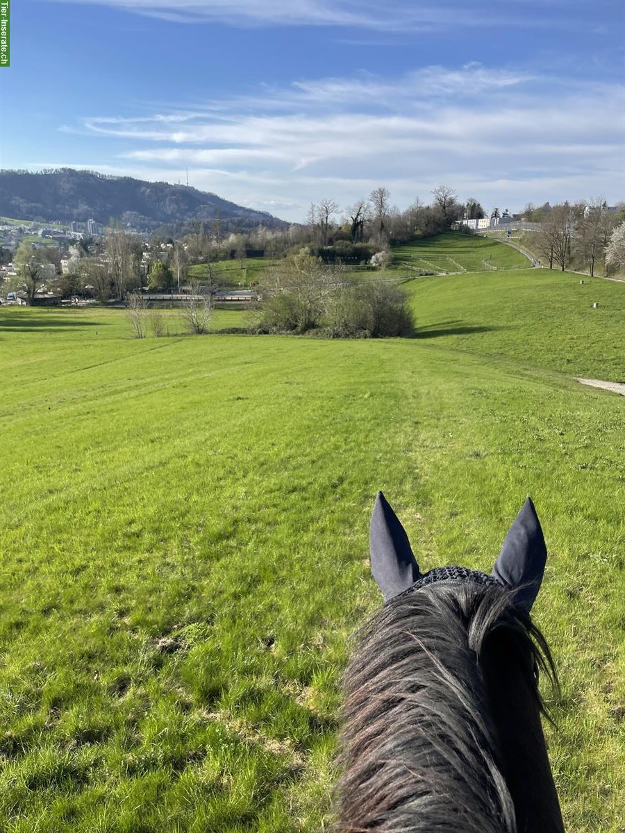 Bild 5: Pferdeboxe frei in Adliswil/Kilchberg ZH, täglicher Auslauf
