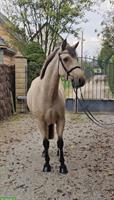 Connemara Pony Wallach, Falbe, 153cm