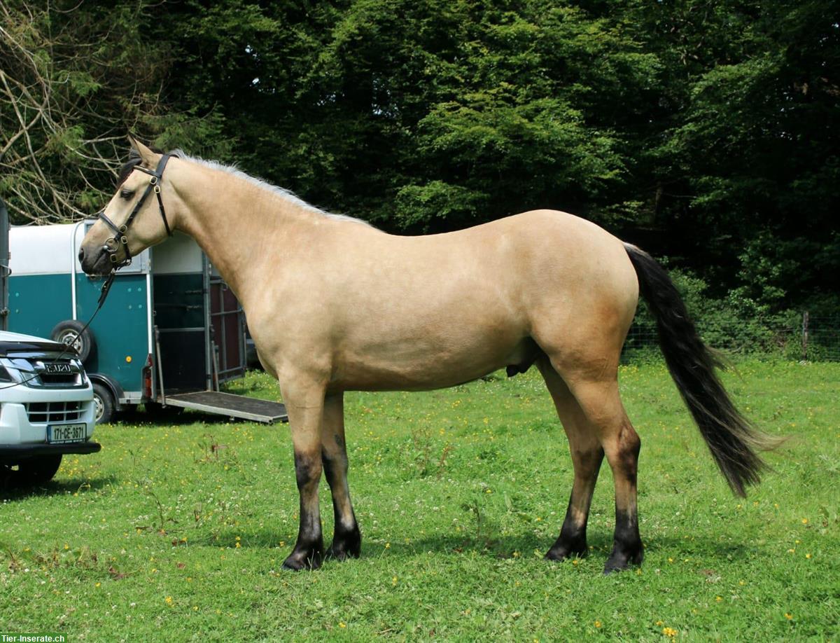 Bild 3: Connemara Pony Wallach, Falbe, 153cm