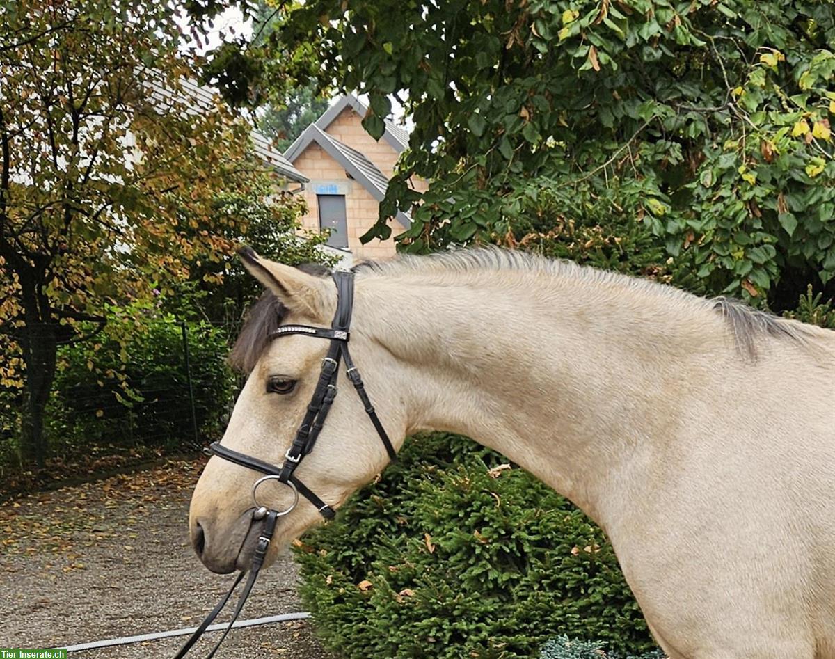 Bild 4: Connemara Pony Wallach, Falbe, 153cm