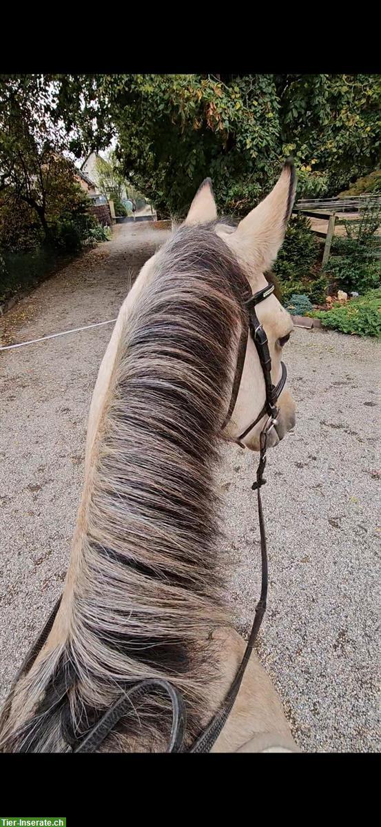 Bild 5: Connemara Pony Wallach, Falbe, 153cm