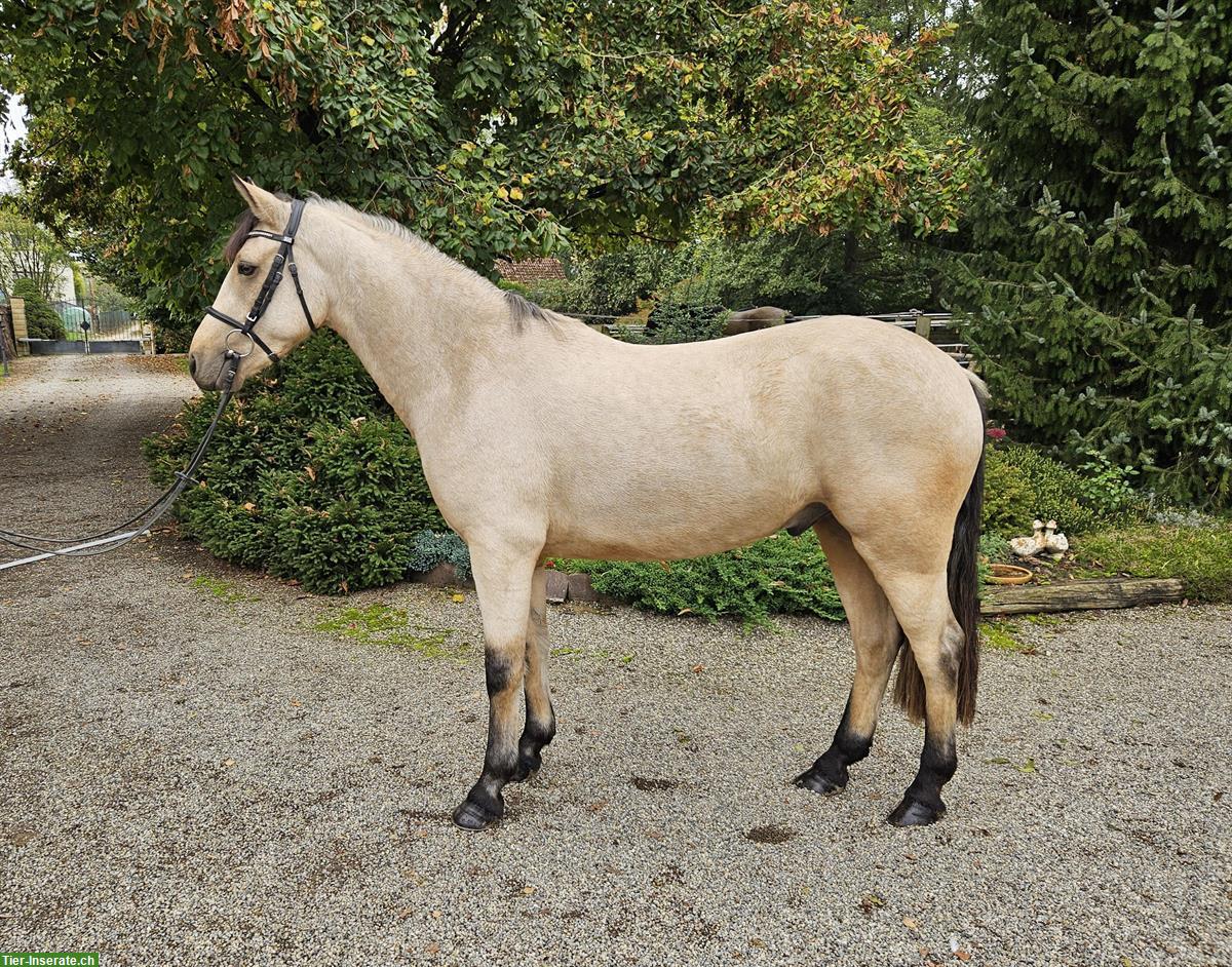 Bild 6: Connemara Pony Wallach, Falbe, 153cm