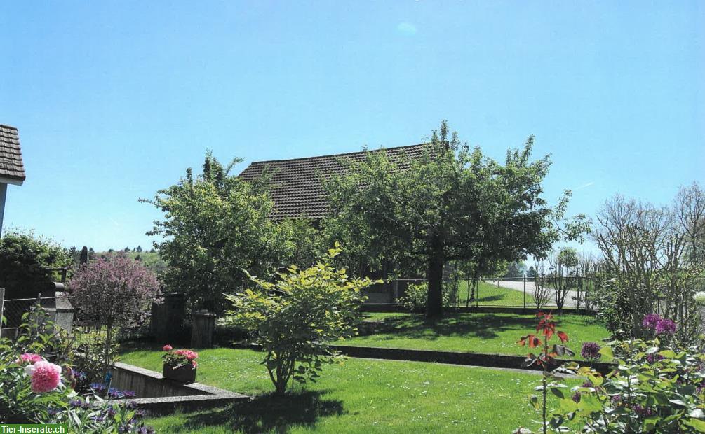 Tierfreundliche 3.5 Zimmer Wohnung mit Garten bei Winterthur