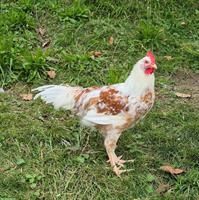 Junger Hahn, Schwedisches Blumenhuhn