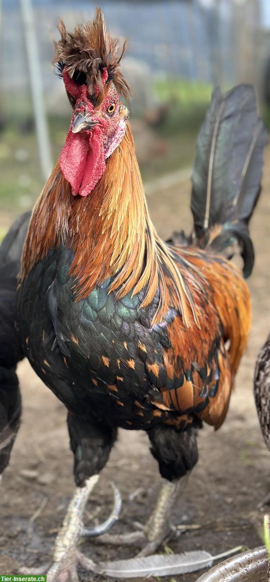 Bild 2: Wunderschöne Appenzeller Spitzhauben zu verkaufen