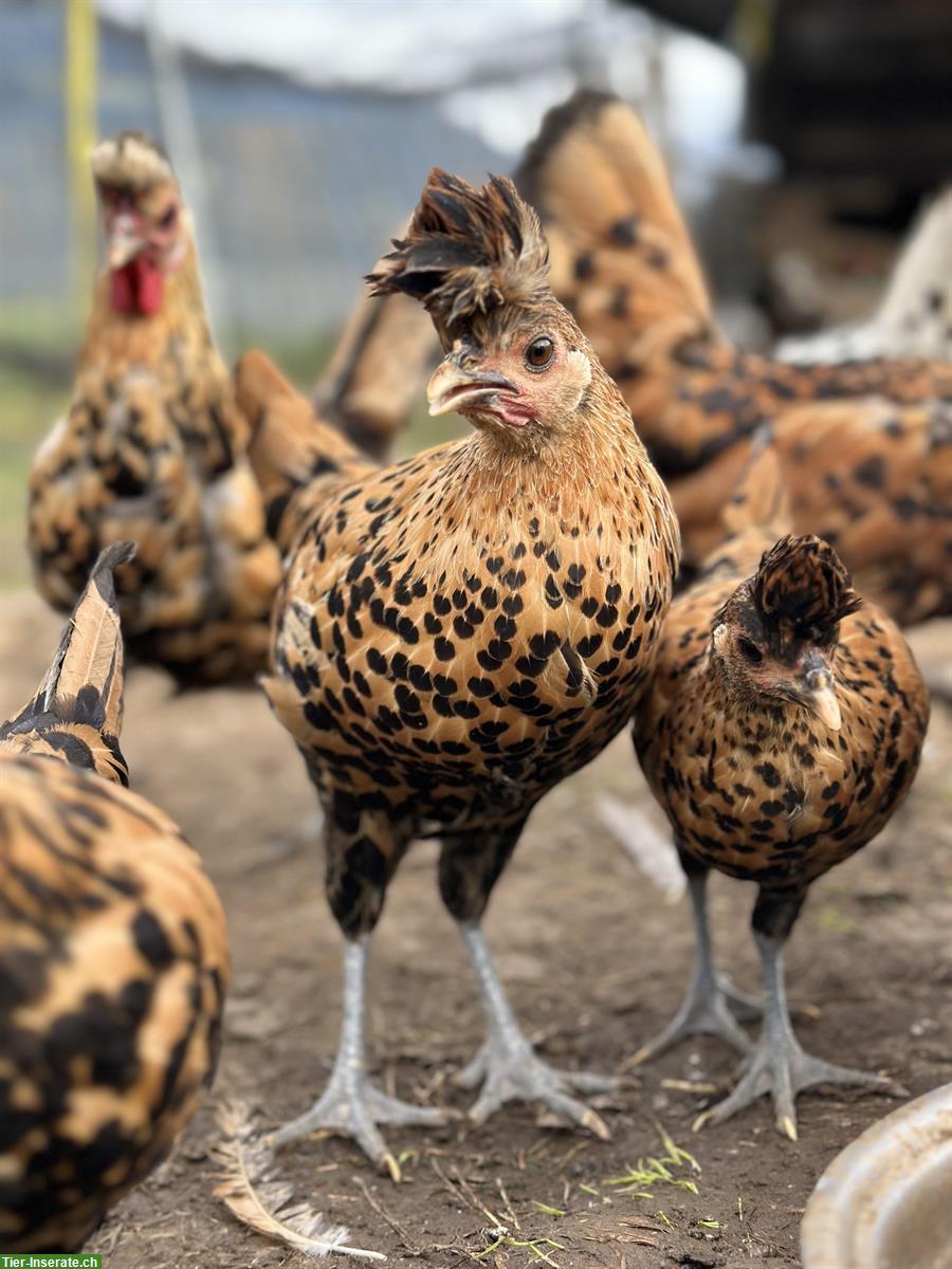 Bild 3: Wunderschöne Appenzeller Spitzhauben zu verkaufen