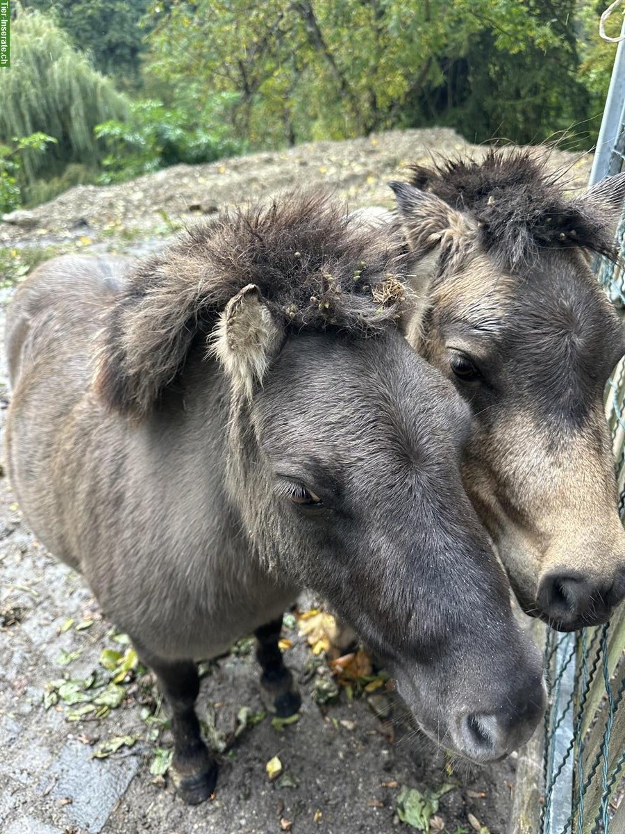 Kleine Ponyfamilie abzugeben: Shetty Mutter mit 3 Töchtern