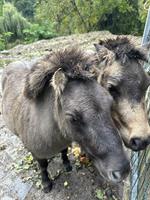 Kleine Ponyfamilie abzugeben: Shetty Mutter mit 3 Töchtern