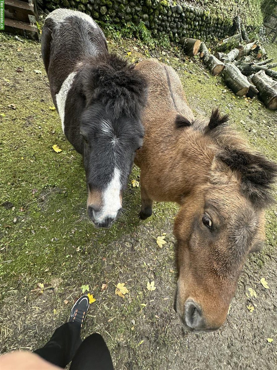 Bild 2: Kleine Ponyfamilie abzugeben: Shetty Mutter mit 3 Töchtern