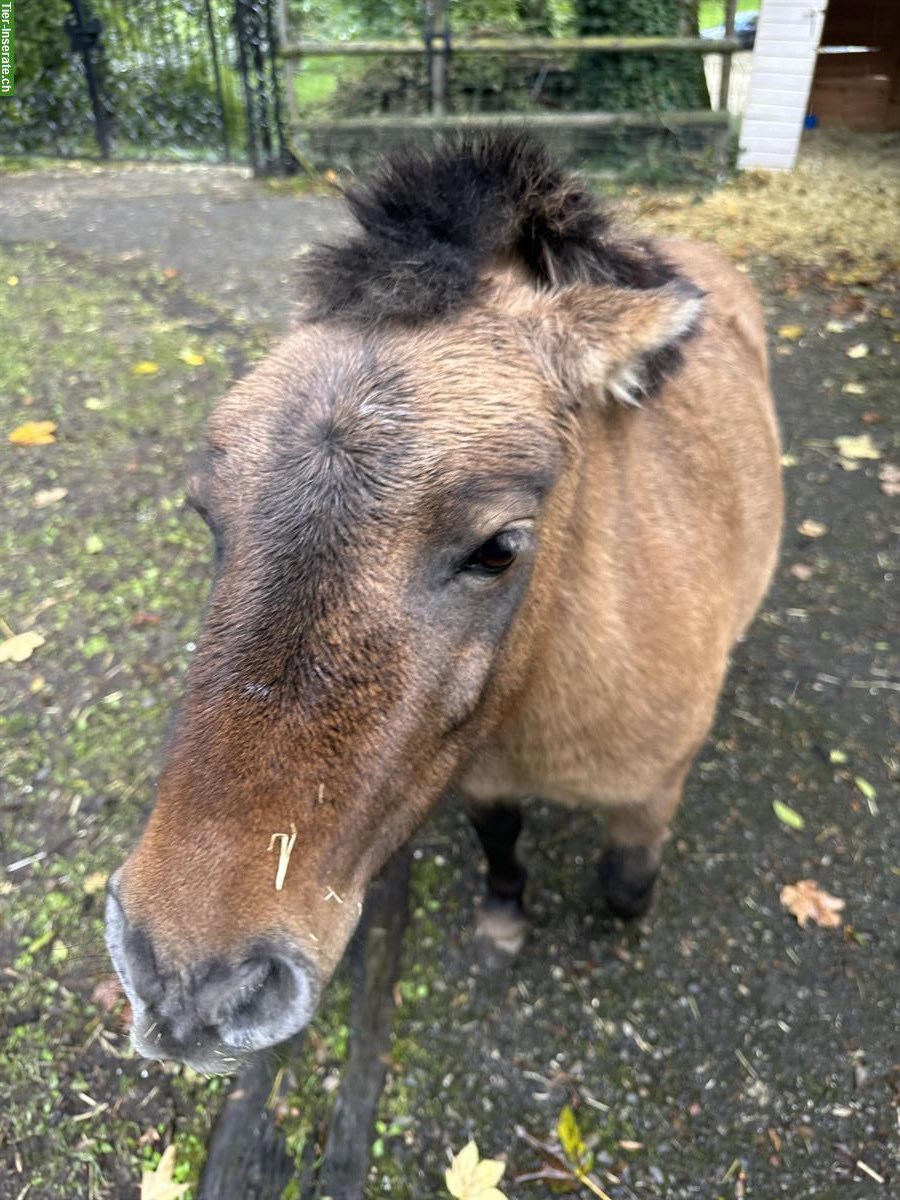 Bild 3: Kleine Ponyfamilie abzugeben: Shetty Mutter mit 3 Töchtern