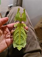 Wandelndes Blatt, Phyllium Giganteum, Jungtiere