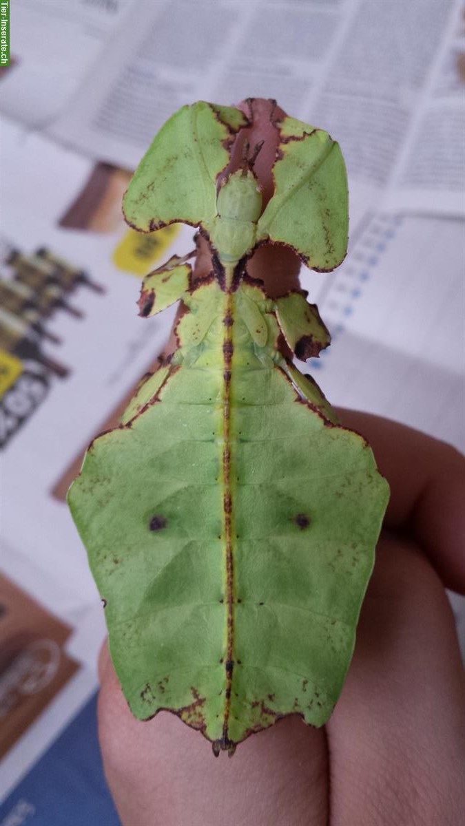 Bild 2: Wandelndes Blatt, Phyllium Giganteum, Jungtiere