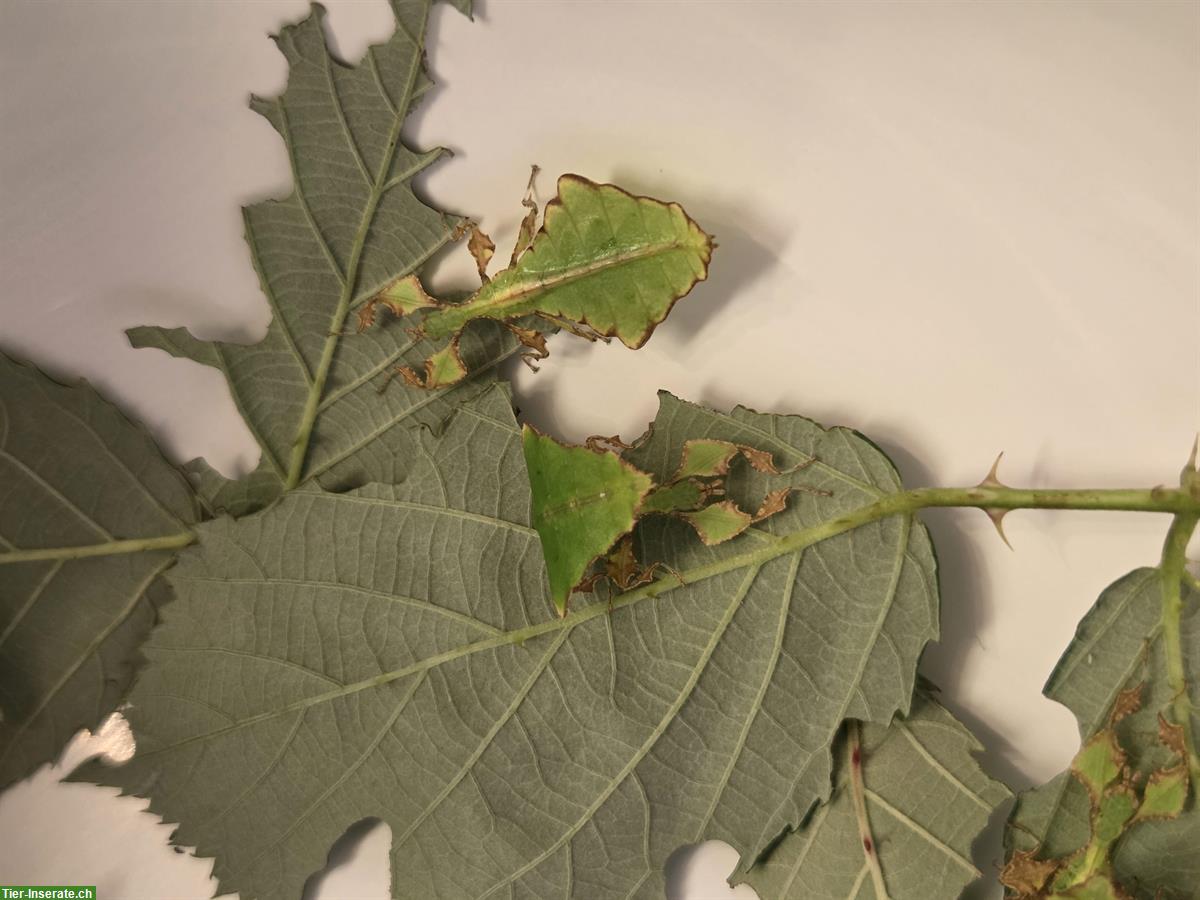 Bild 3: Wandelndes Blatt, Phyllium Giganteum, Jungtiere