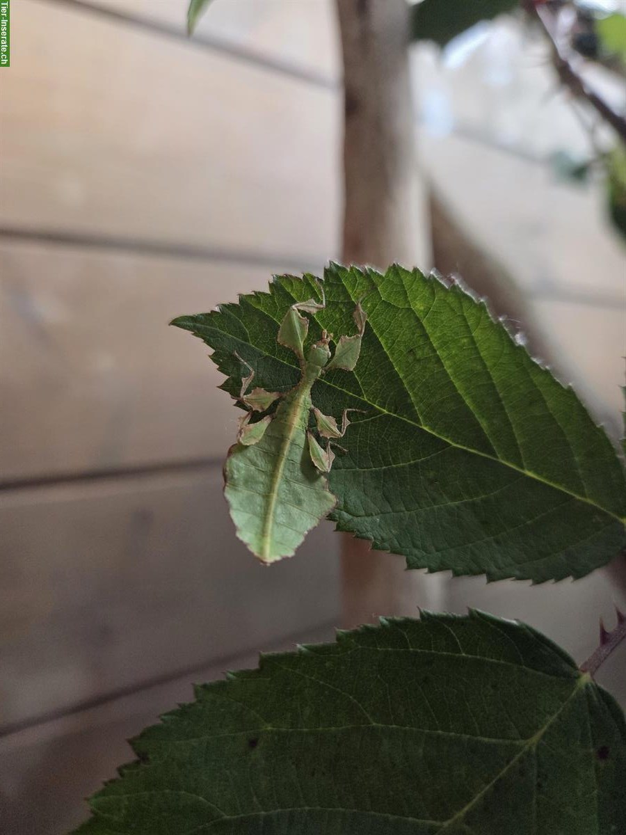 Bild 4: Wandelndes Blatt, Phyllium Giganteum, Jungtiere