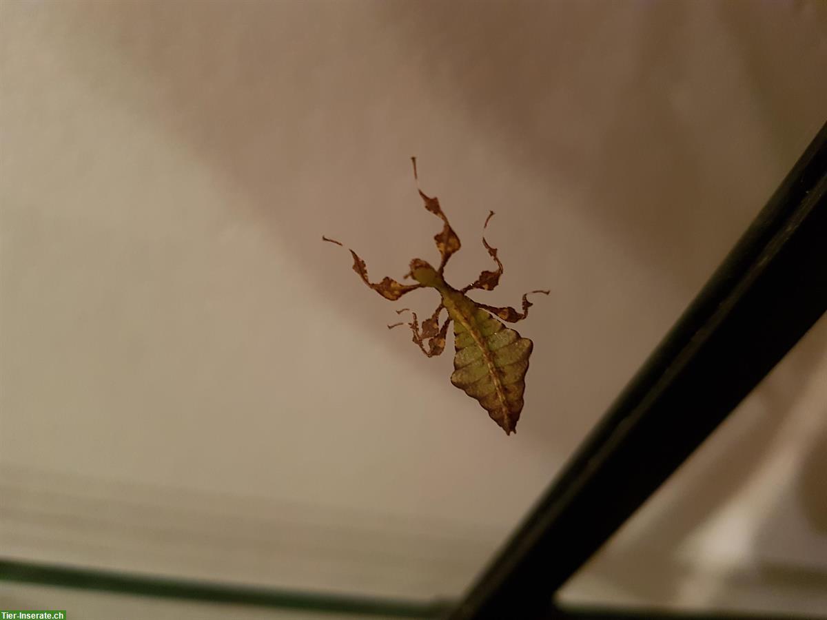 Bild 5: Wandelndes Blatt, Phyllium Giganteum, Jungtiere