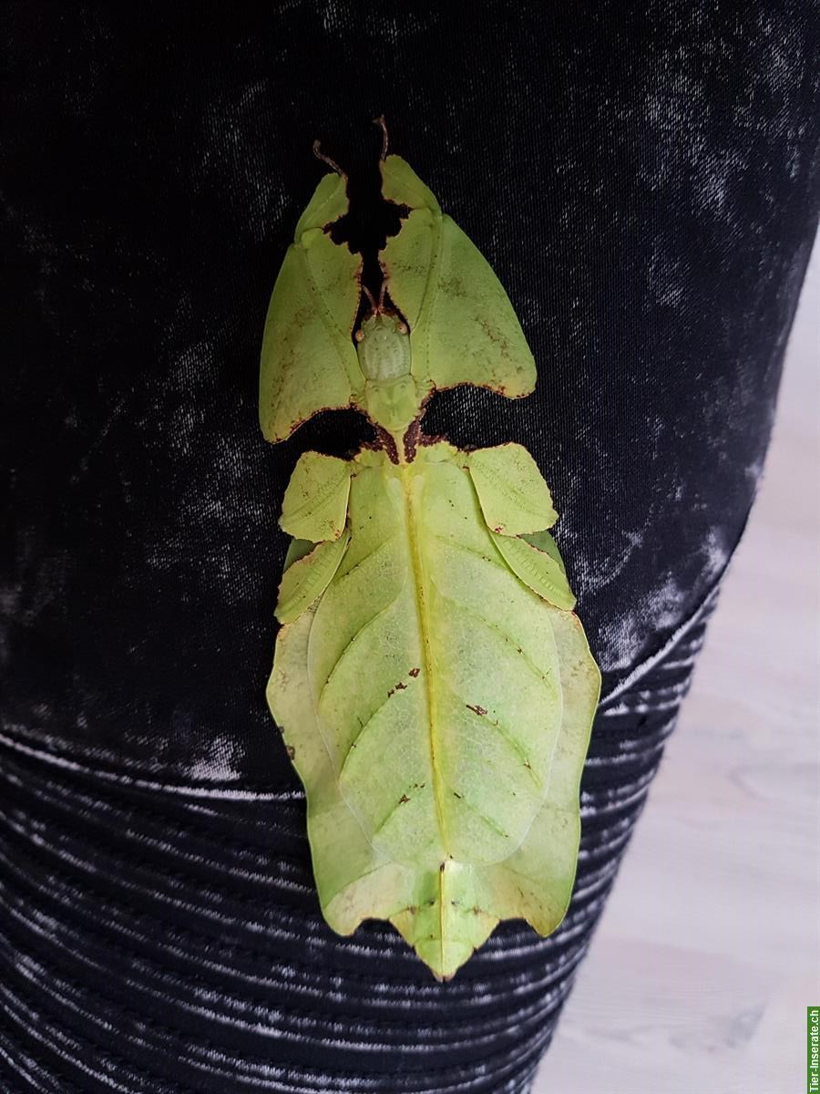 Bild 6: Wandelndes Blatt, Phyllium Giganteum, Jungtiere