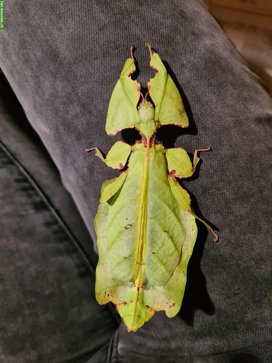 Bild 7: Wandelndes Blatt, Phyllium Giganteum, Jungtiere