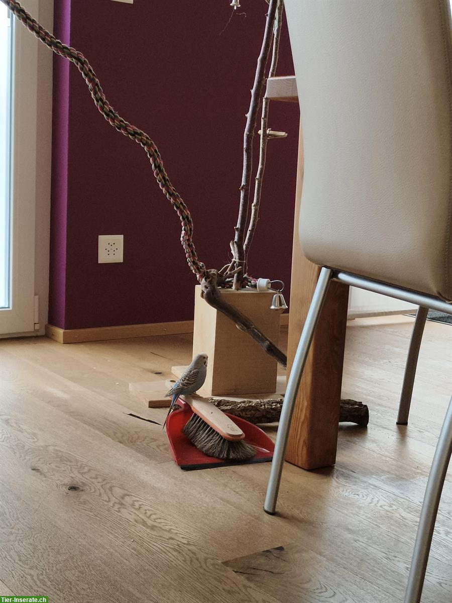 Bild 3: Älteres Wellensittich Weibchen sucht neues Zuhause