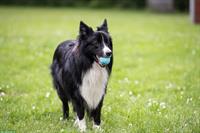 Border Collie sucht liebes Zuhause