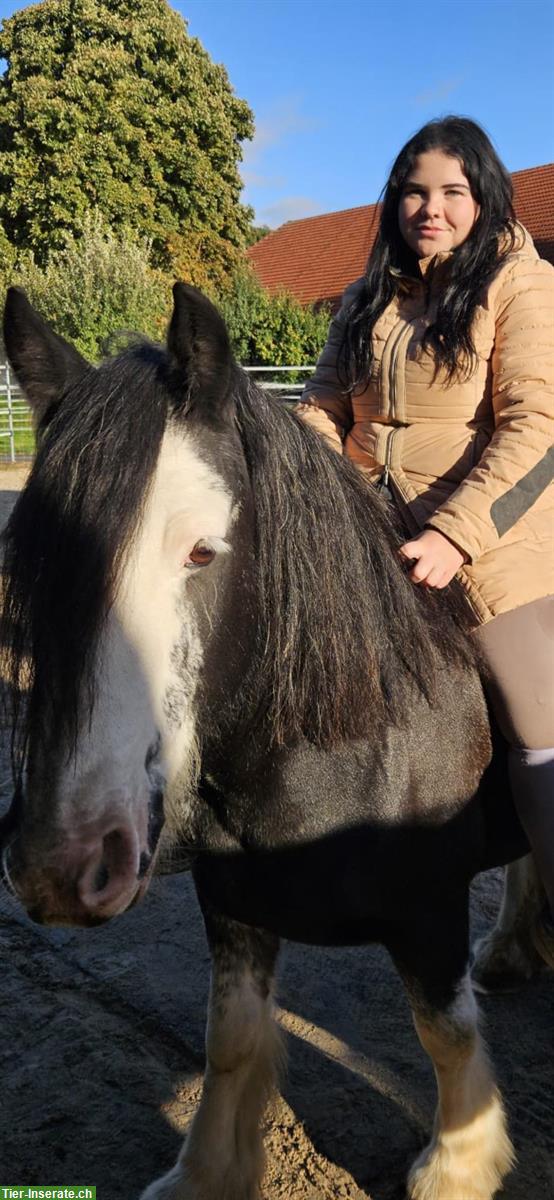 Biete Reitbeteiligung auf 18-jährigem Tinker