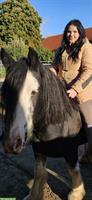 Biete Reitbeteiligung auf 18-jährigem Tinker