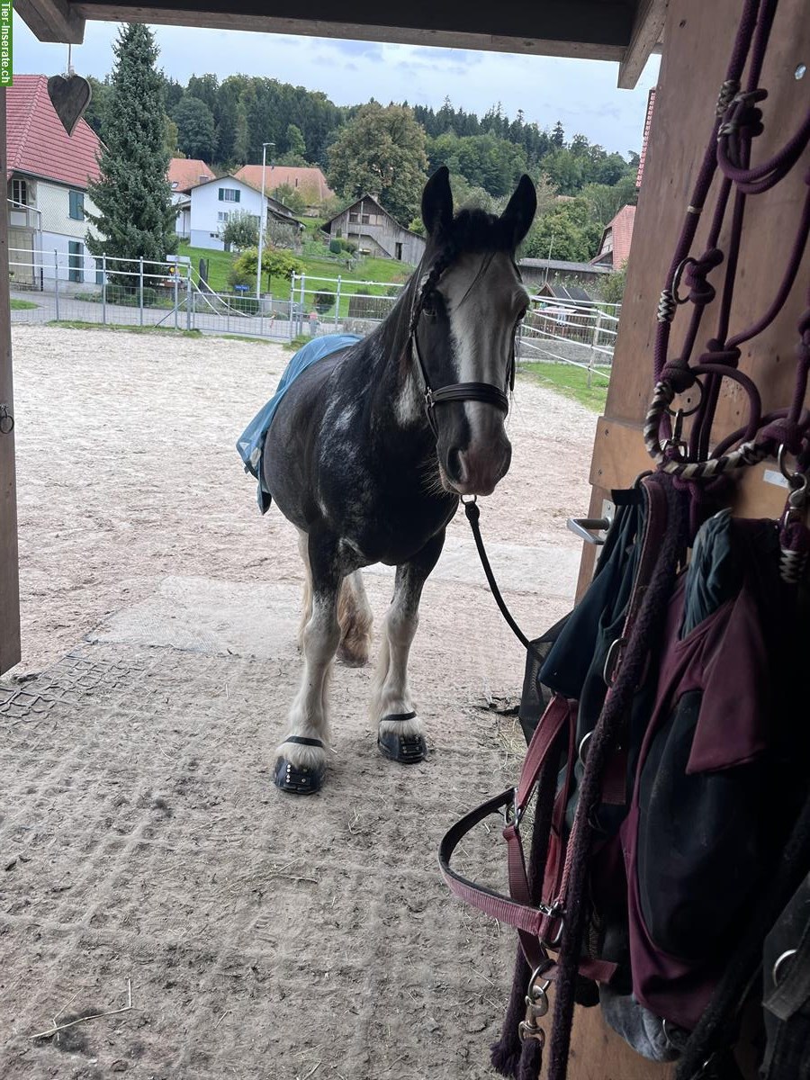Bild 2: Biete Reitbeteiligung auf 18-jährigem Tinker