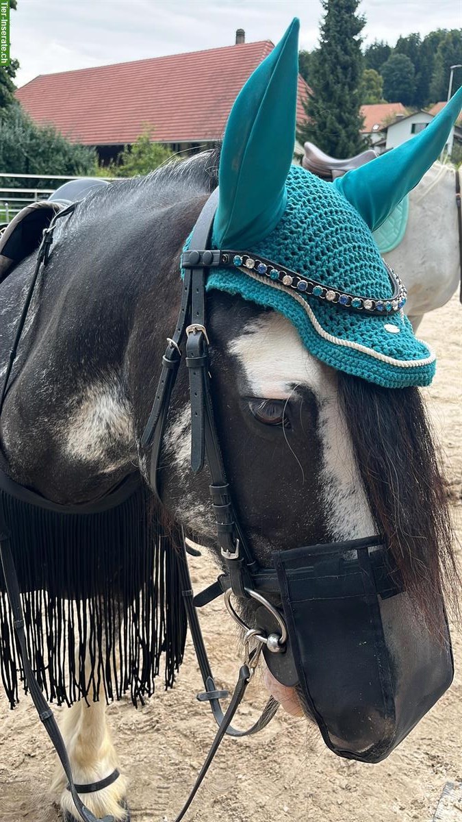 Bild 3: Biete Reitbeteiligung auf 18-jährigem Tinker