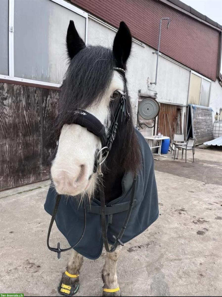 Bild 6: Biete Reitbeteiligung auf 18-jährigem Tinker