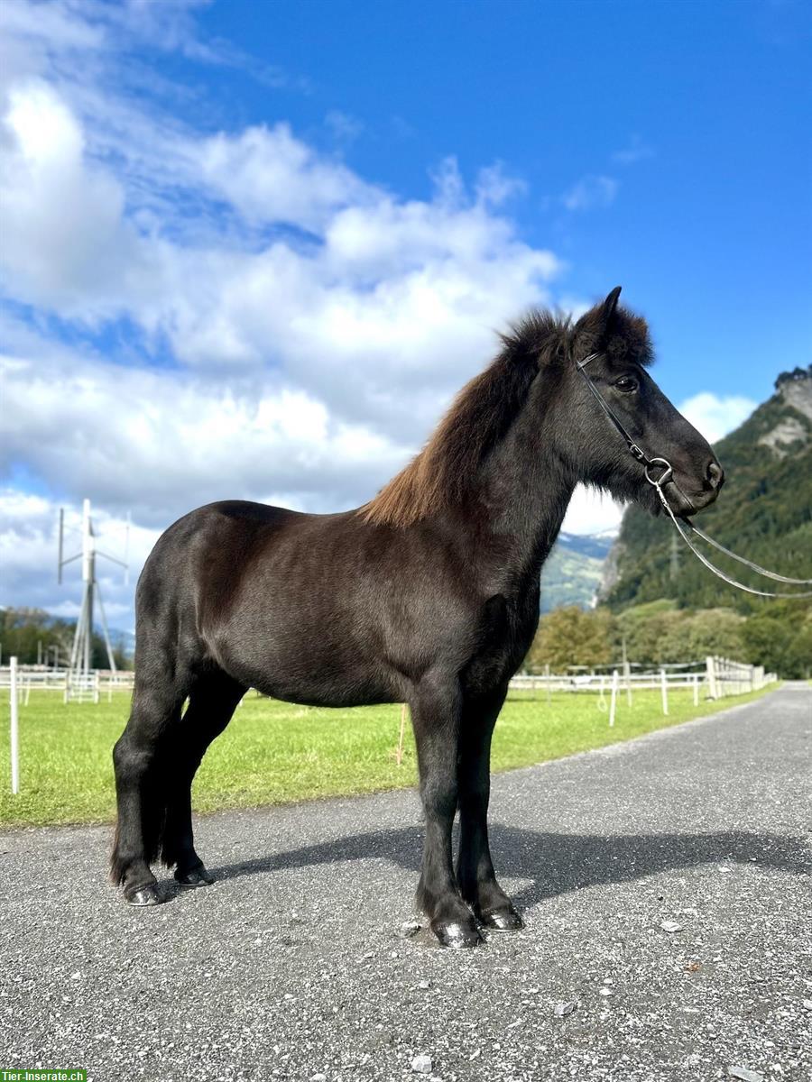 Islandpferd Stute (Fünfgänger), ideal für die Familie