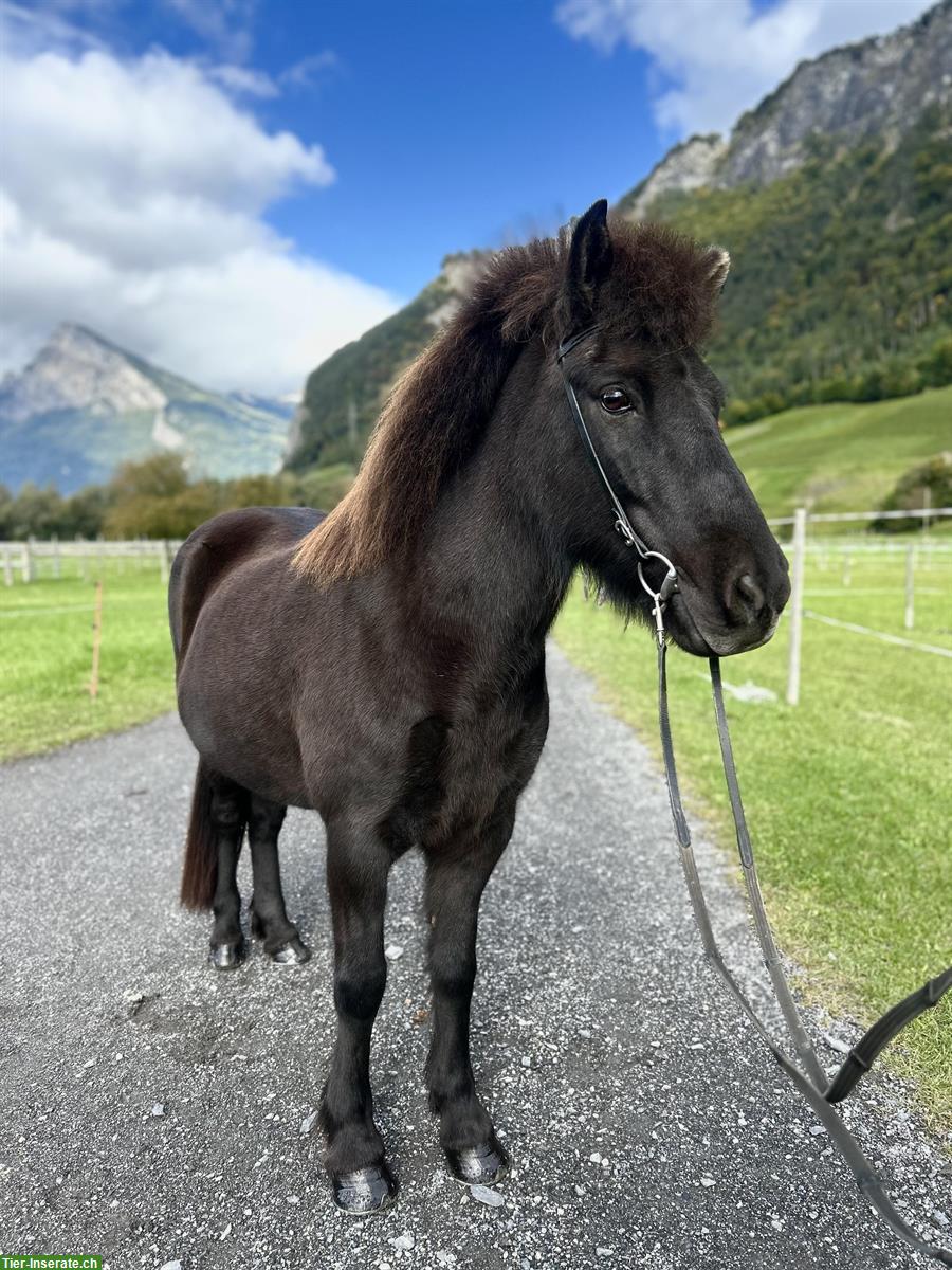 Bild 2: Islandpferd Stute (Fünfgänger), ideal für die Familie