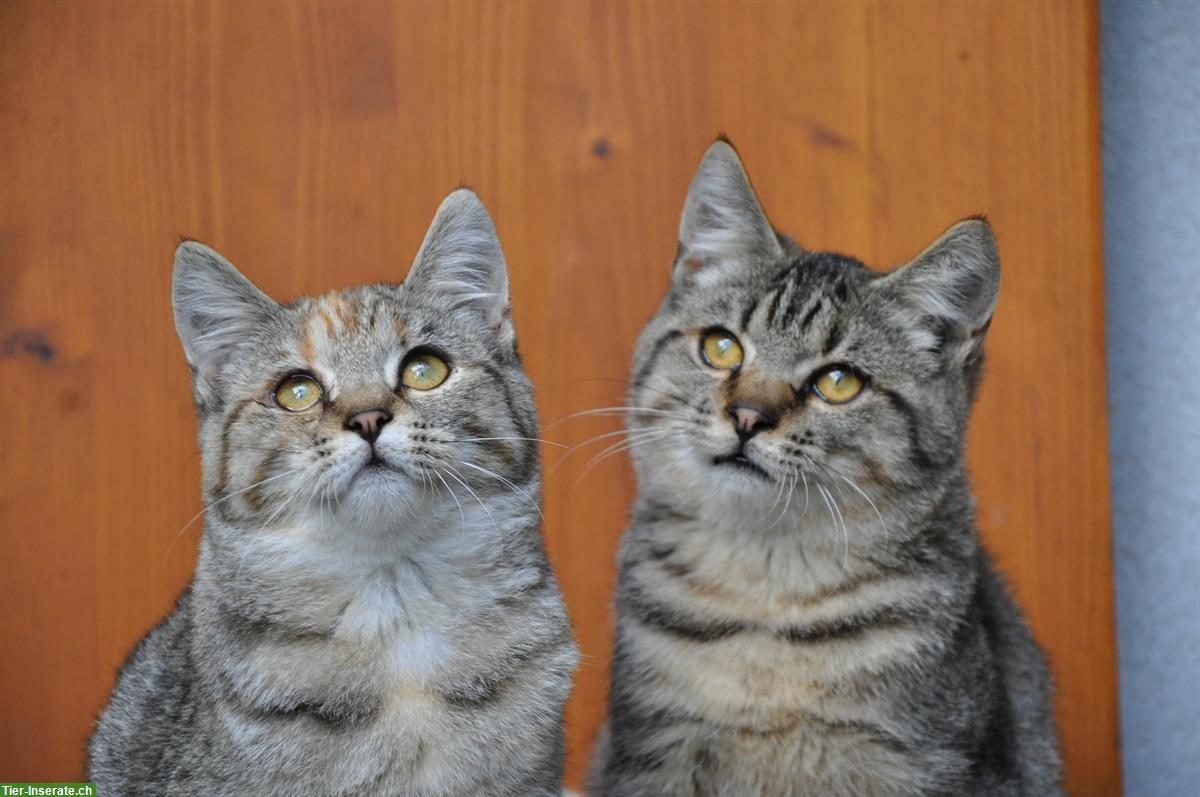 Junge Katzengeschwister suchen gemeinsames Freigang-Zuhause