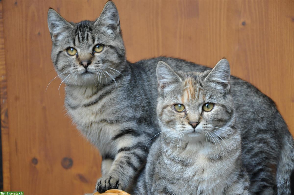 Bild 2: Junge Katzengeschwister suchen gemeinsames Freigang-Zuhause