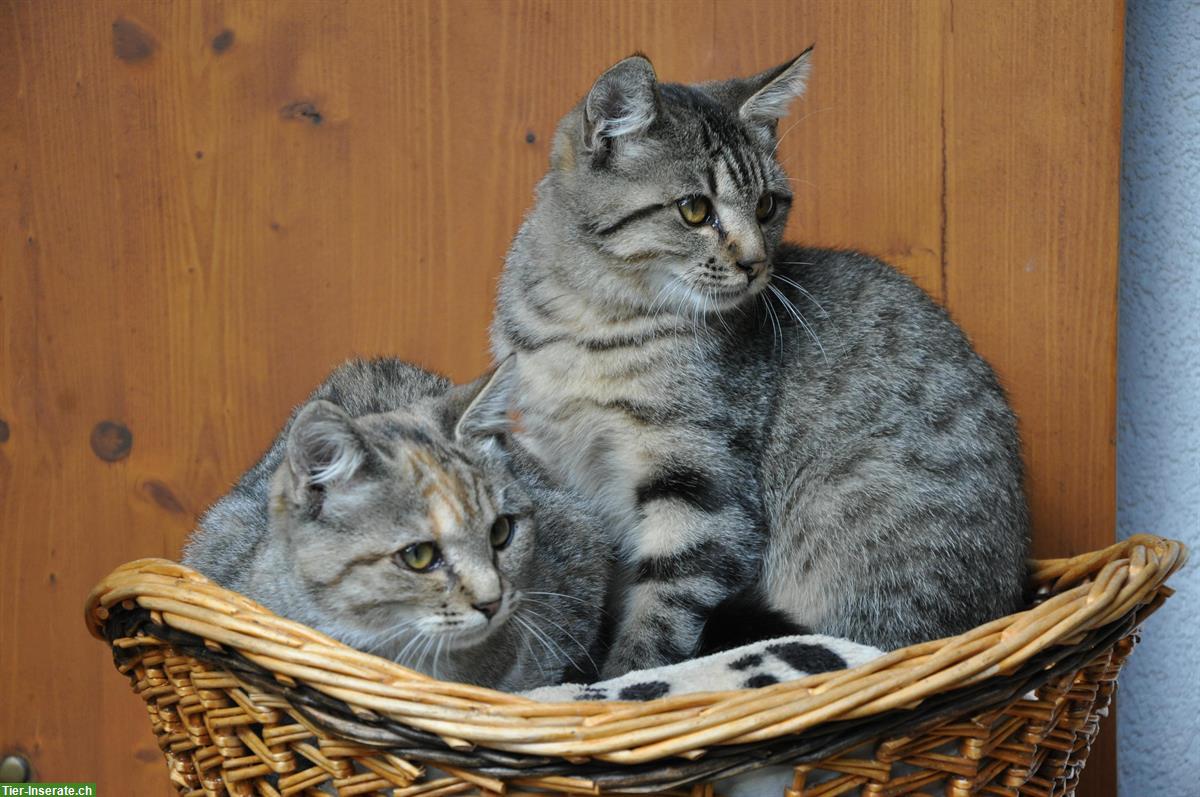 Bild 4: Junge Katzengeschwister suchen gemeinsames Freigang-Zuhause