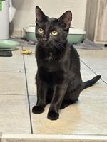 Junger Kater und 2 Kätzinnen abzugeben