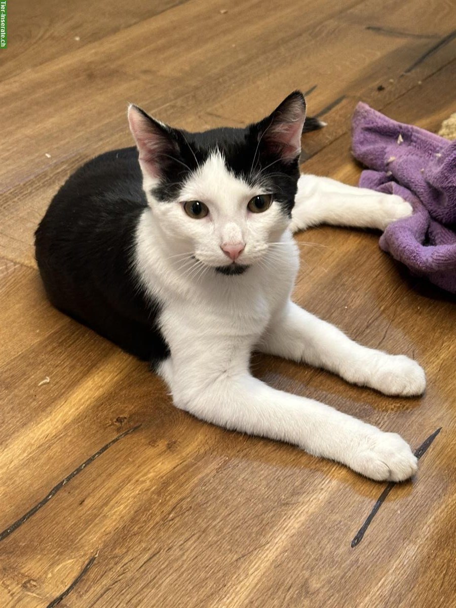 Bild 2: Junger Kater und 2 Kätzinnen abzugeben