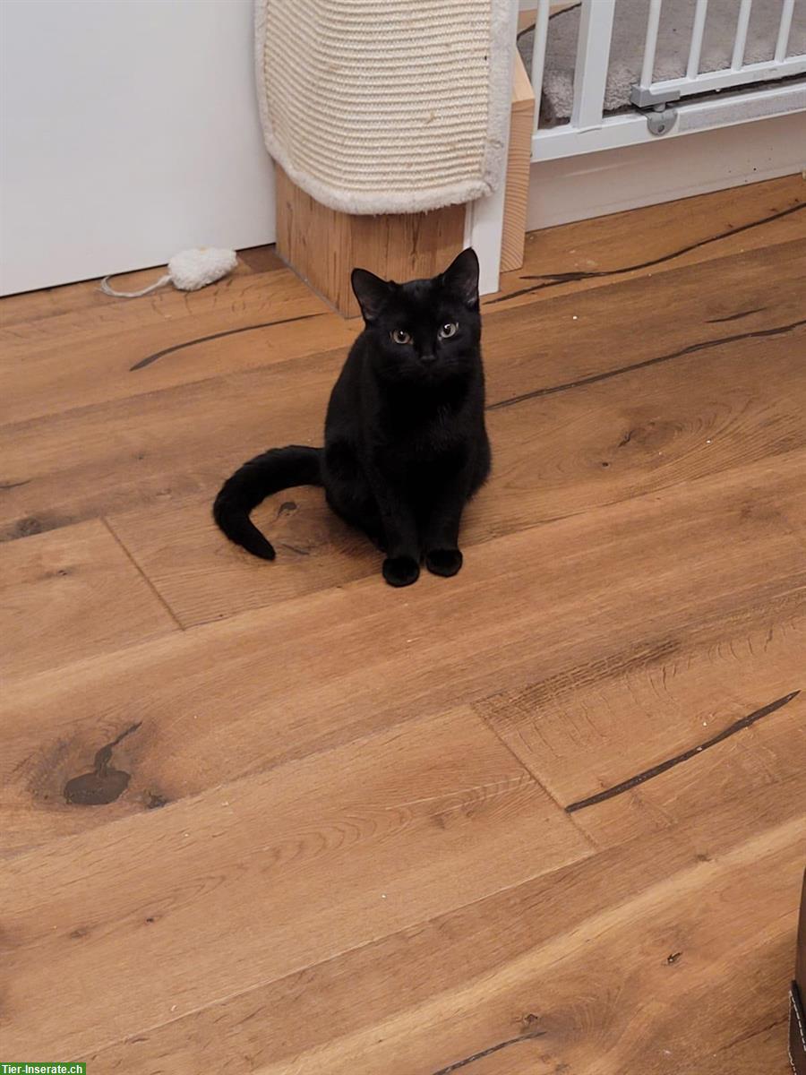 Bild 3: Junger Kater und 2 Kätzinnen abzugeben
