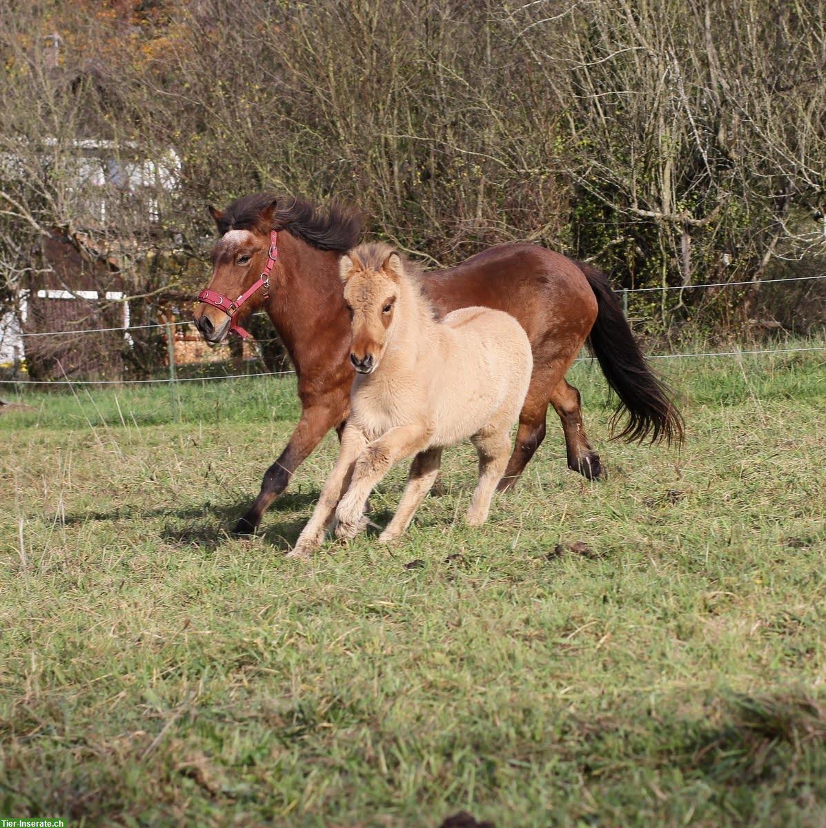 Bild 7: Falbstute, 5-jährig, zum selber ausbilden, Familien- & Freizeitpferd