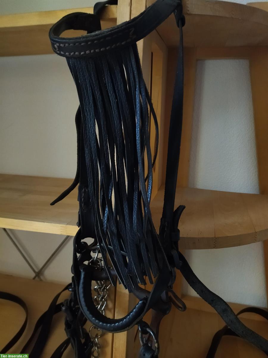 NEU: Spanischer Zaum mit Serreta, Kandare, 4 Zügel