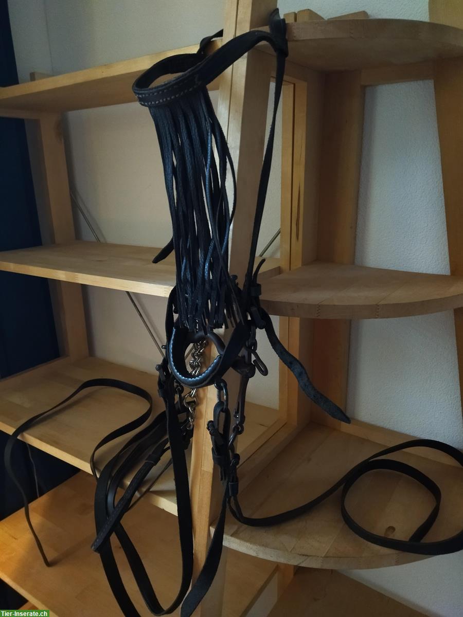 Bild 3: NEU: Spanischer Zaum mit Serreta, Kandare, 4 Zügel