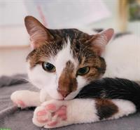 Junger Kater sucht liebevolles Zuhause