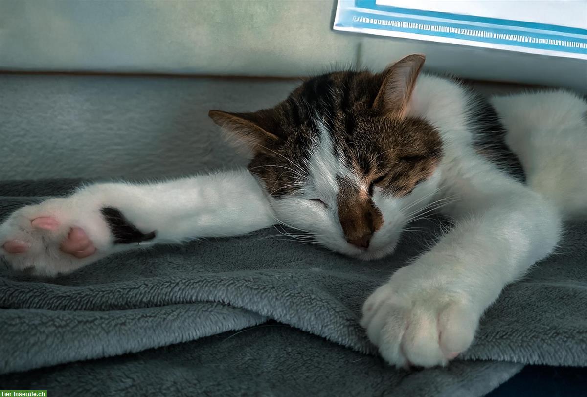 Bild 2: Junger Kater sucht liebevolles Zuhause