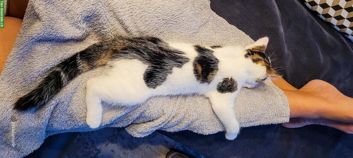 Bild 3: Junger Kater sucht liebevolles Zuhause