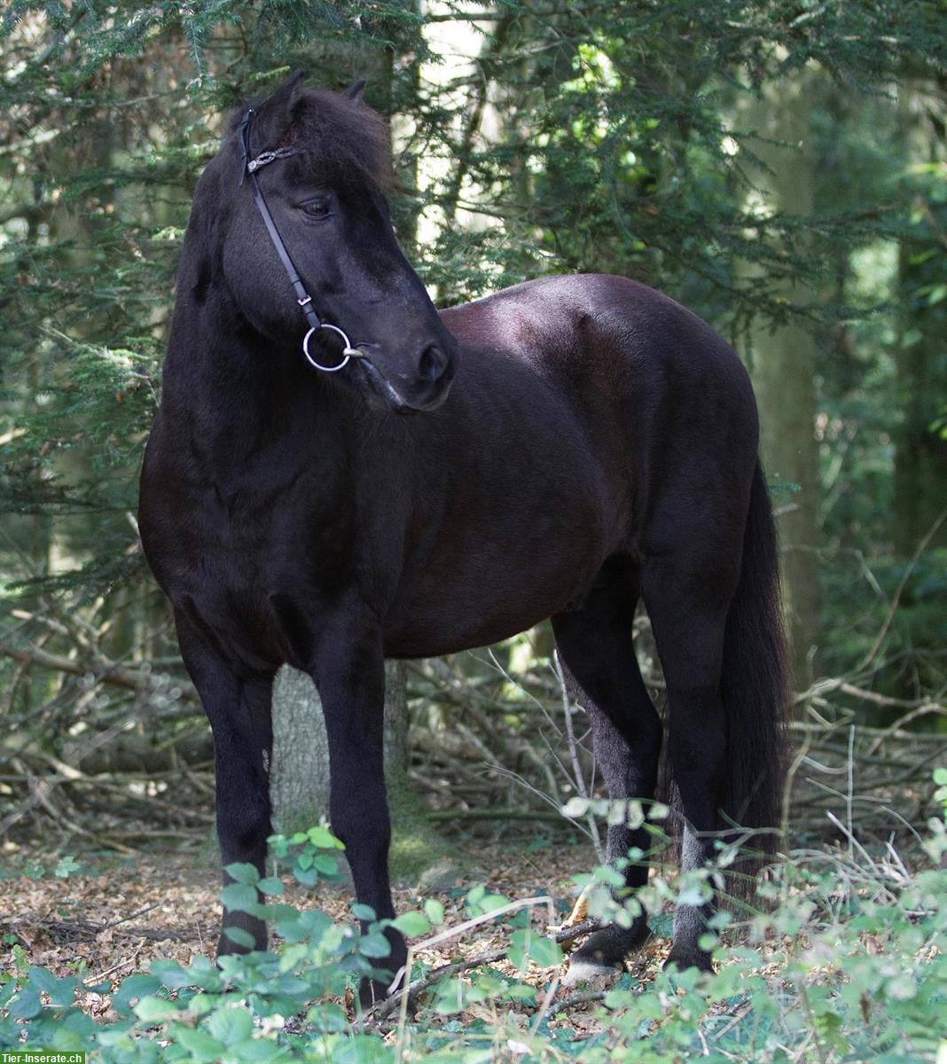 Suche Reitbeteiligung für Isländer Wallach im Aargau