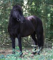 Suche Reitbeteiligung für Isländer Wallach im Aargau
