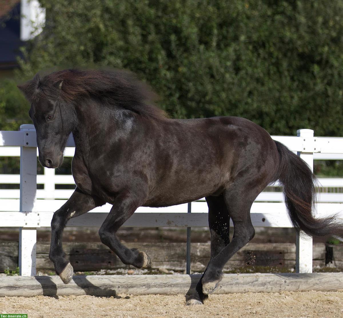 Bild 2: Suche Reitbeteiligung für Isländer Wallach im Aargau