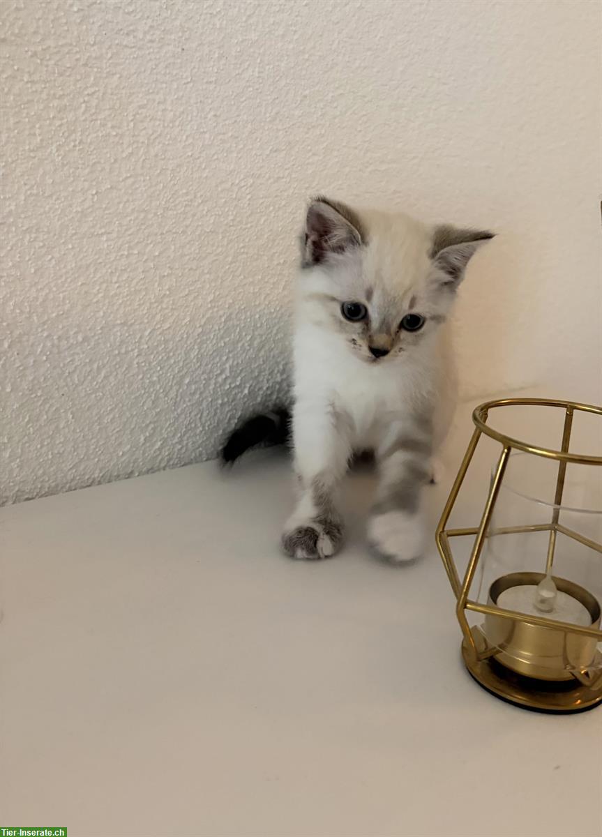 Mischlings-Kitten suchen ein neues Zuhause