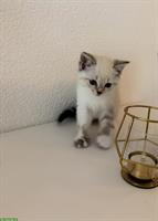 Mischlings-Kitten suchen ein neues Zuhause