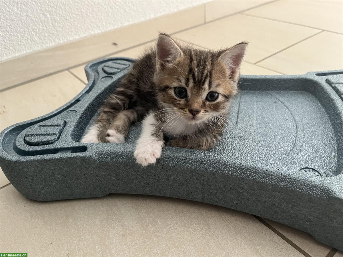 Bild 2: Mischlings-Kitten suchen ein neues Zuhause